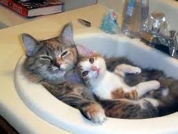 cats-in-sink
